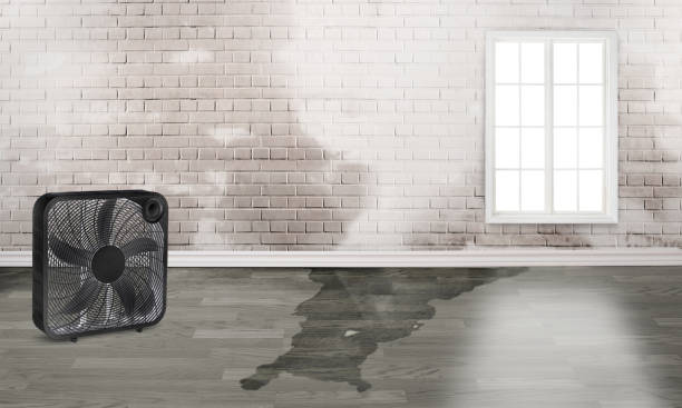 Best Water damage restoration specialists  in Hammond, WI